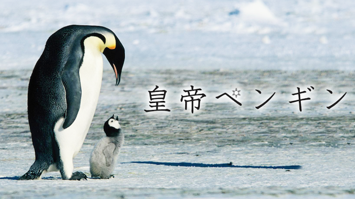 皇帝ペンギンの画像